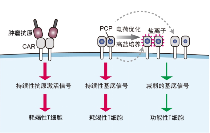 宝运莱·(中国区)官方网站