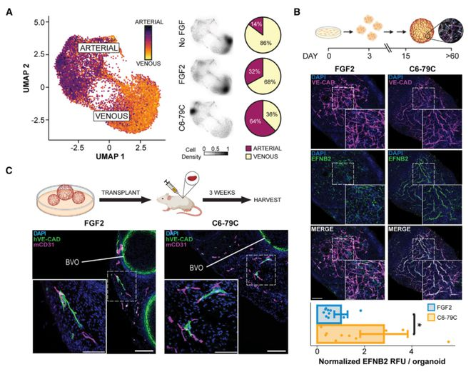 宝运莱·(中国区)官方网站